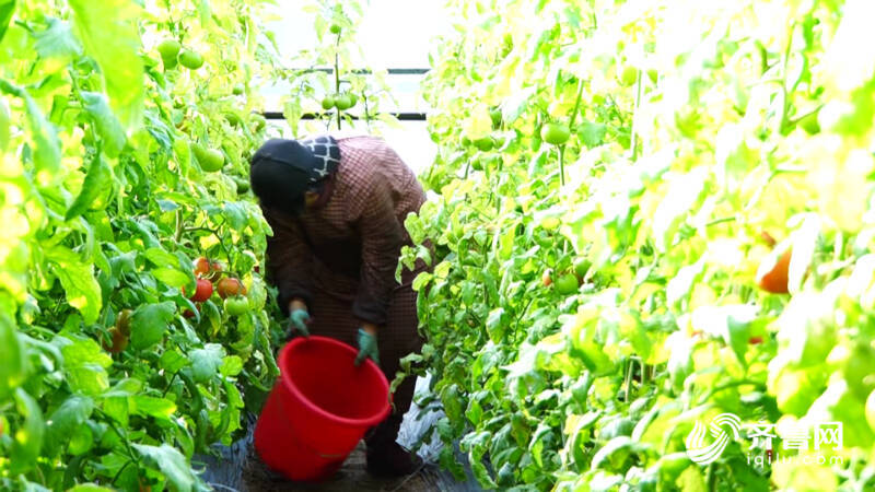 德州：冬季蔬菜畅销“菜篮子”撑起“钱袋子”