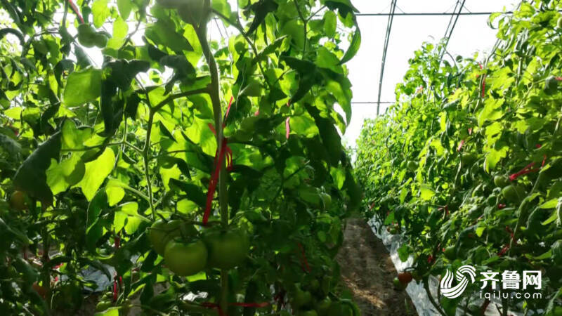 德州：冬季蔬菜畅销“菜篮子”撑起“钱袋子”(图4)