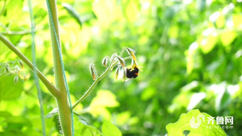 德州：冬季蔬菜畅销“菜篮子”撑起“钱袋子”(图6)