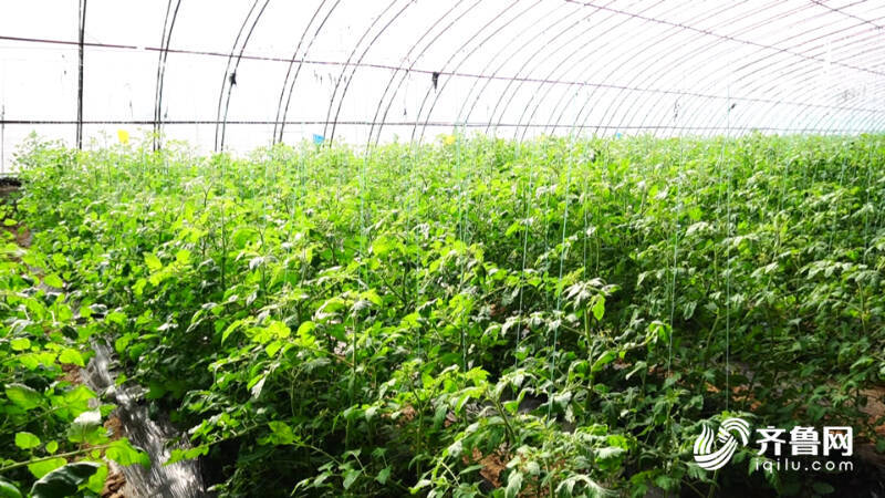 德州：冬季蔬菜畅销“菜篮子”撑起“钱袋子”(图7)