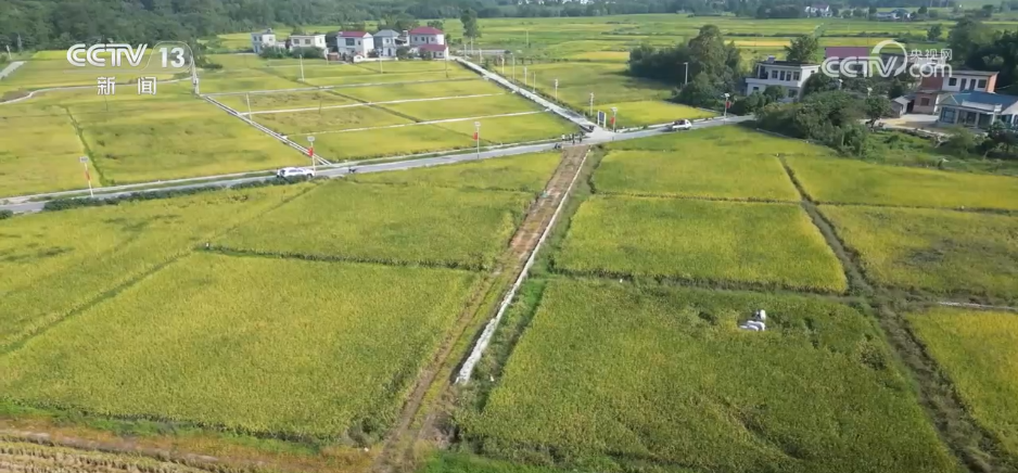 稻菽飘香、果实累累希望的田野上唱响金秋丰收“欢歌”