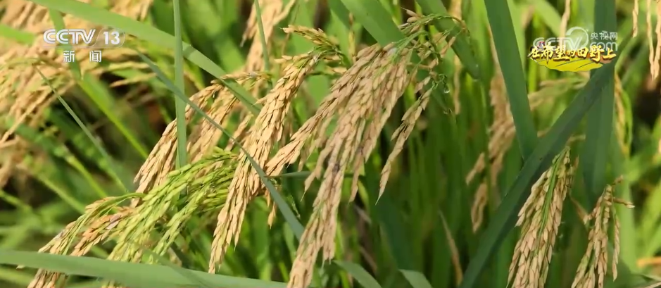 稻菽飘香、果实累累希望的田野上唱响金秋丰收“欢歌”(图2)
