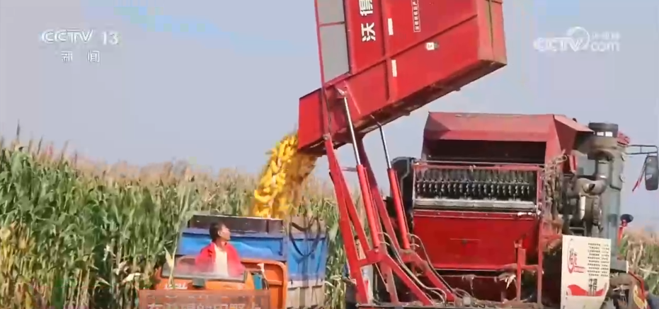 稻菽飘香、果实累累希望的田野上唱响金秋丰收“欢歌”(图4)