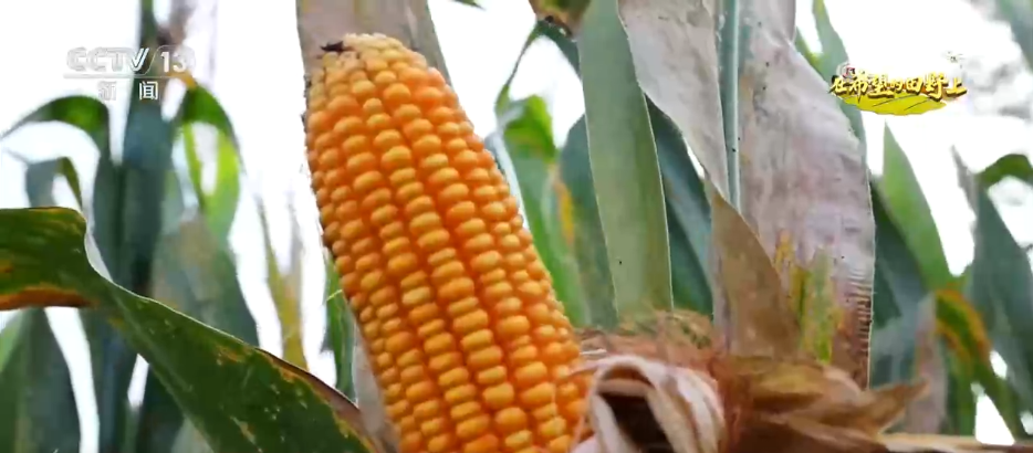 稻菽飘香、果实累累希望的田野上唱响金秋丰收“欢歌”(图5)