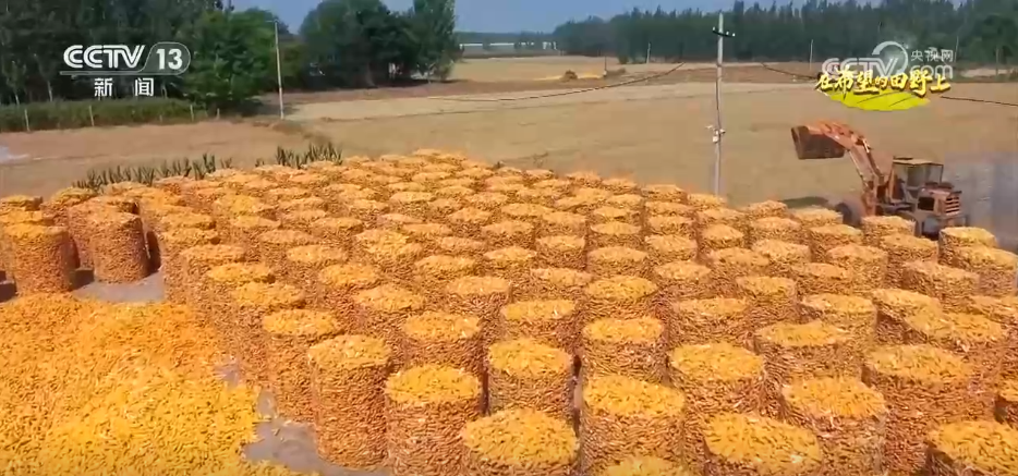 稻菽飘香、果实累累希望的田野上唱响金秋丰收“欢歌”(图6)