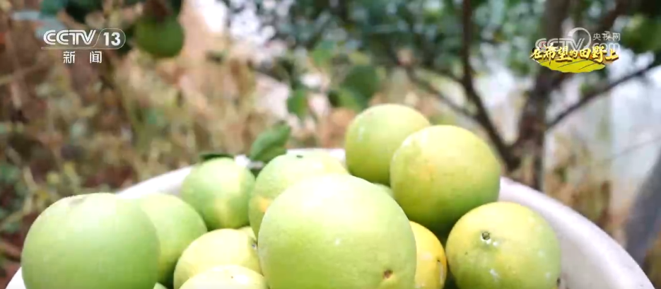 稻菽飘香、果实累累希望的田野上唱响金秋丰收“欢歌”(图13)