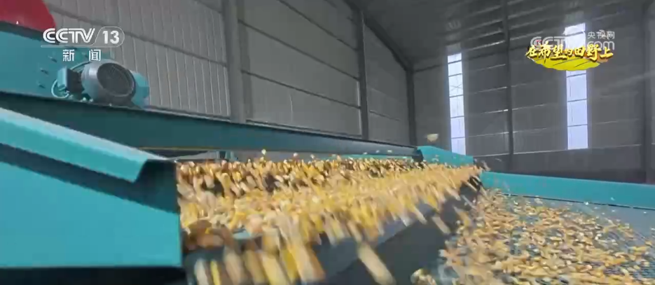 稻菽飘香、果实累累希望的田野上唱响金秋丰收“欢歌”(图10)