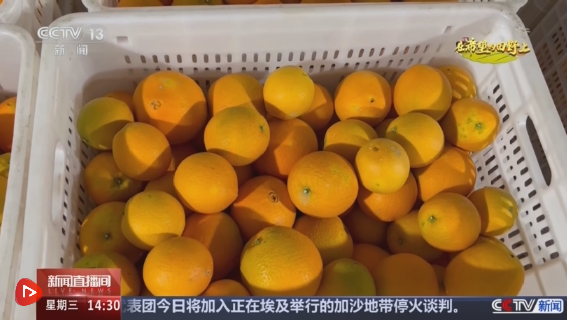 稻菽飘香、果实累累希望的田野上唱响金秋丰收“欢歌”(图11)