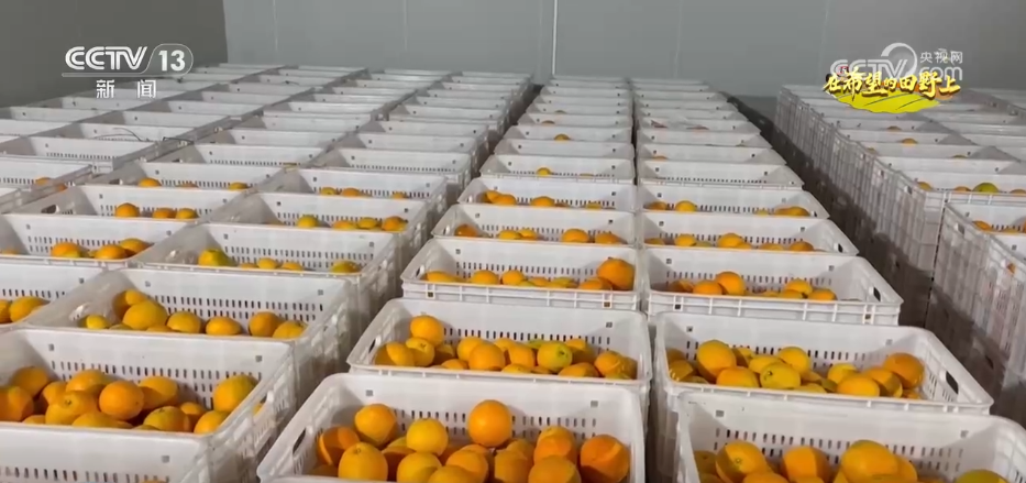 稻菽飘香、果实累累希望的田野上唱响金秋丰收“欢歌”(图14)