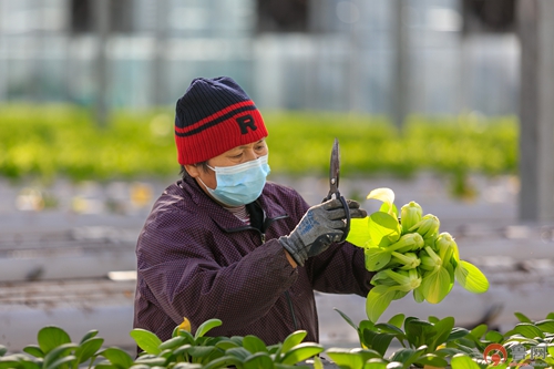 滕州市西岗镇“五智融合”赋能乡村治理(图6)