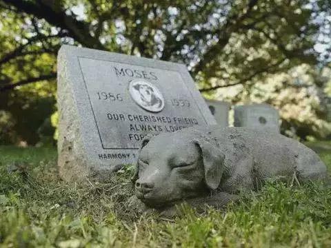 辛集市的宠物殡葬机构202510