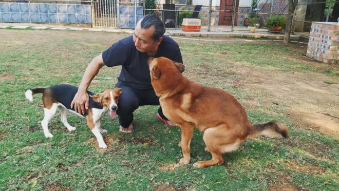 辛集市的宠物殡葬机构202510(图4)