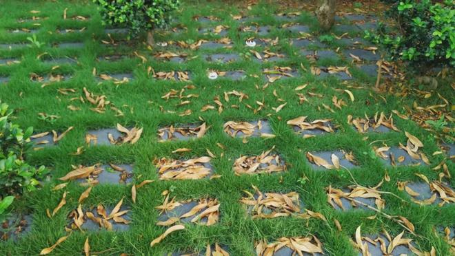 辛集市的宠物殡葬机构202510(图3)