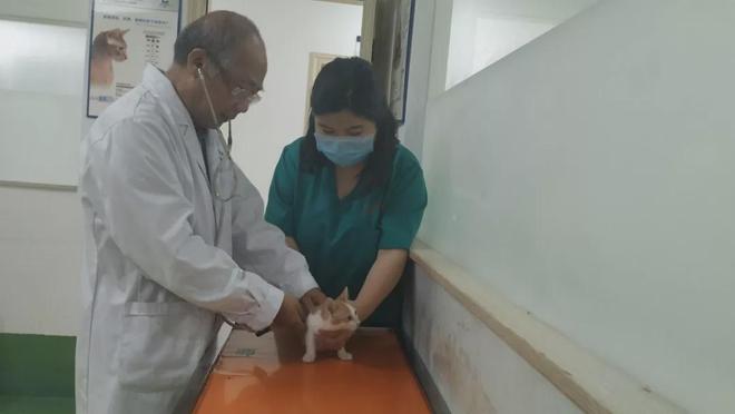 辛集市的宠物殡葬机构202510(图5)