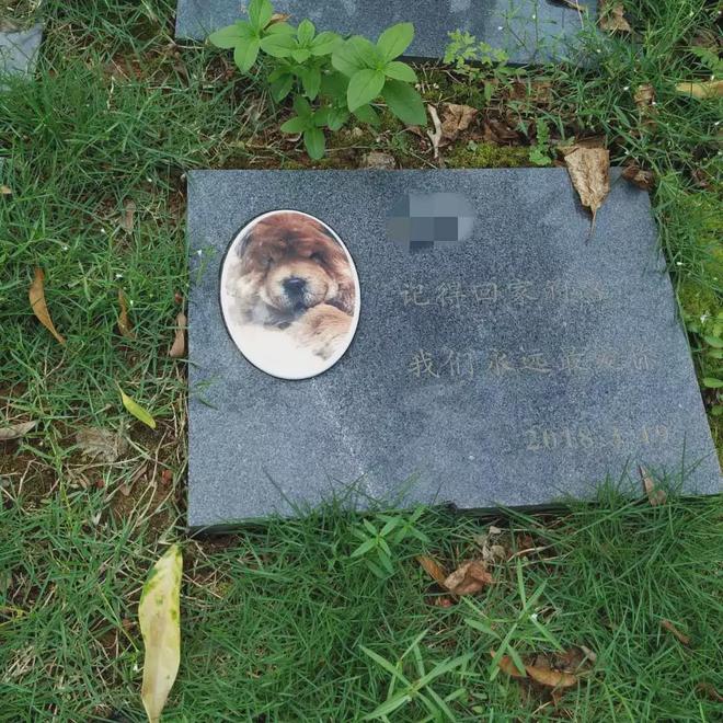 辛集市的宠物殡葬机构202510(图7)