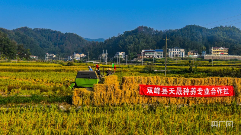 湖南双峰“点草成金”：一根稻草的绿色逆袭(图2)