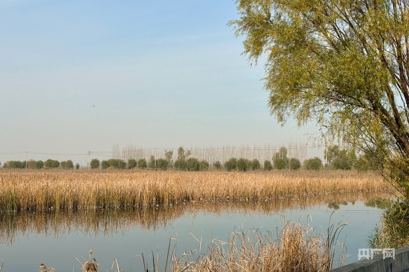 米乐M6：黄河岸边是我家｜以生态为笔以产业为墨山东做优黄河大文章