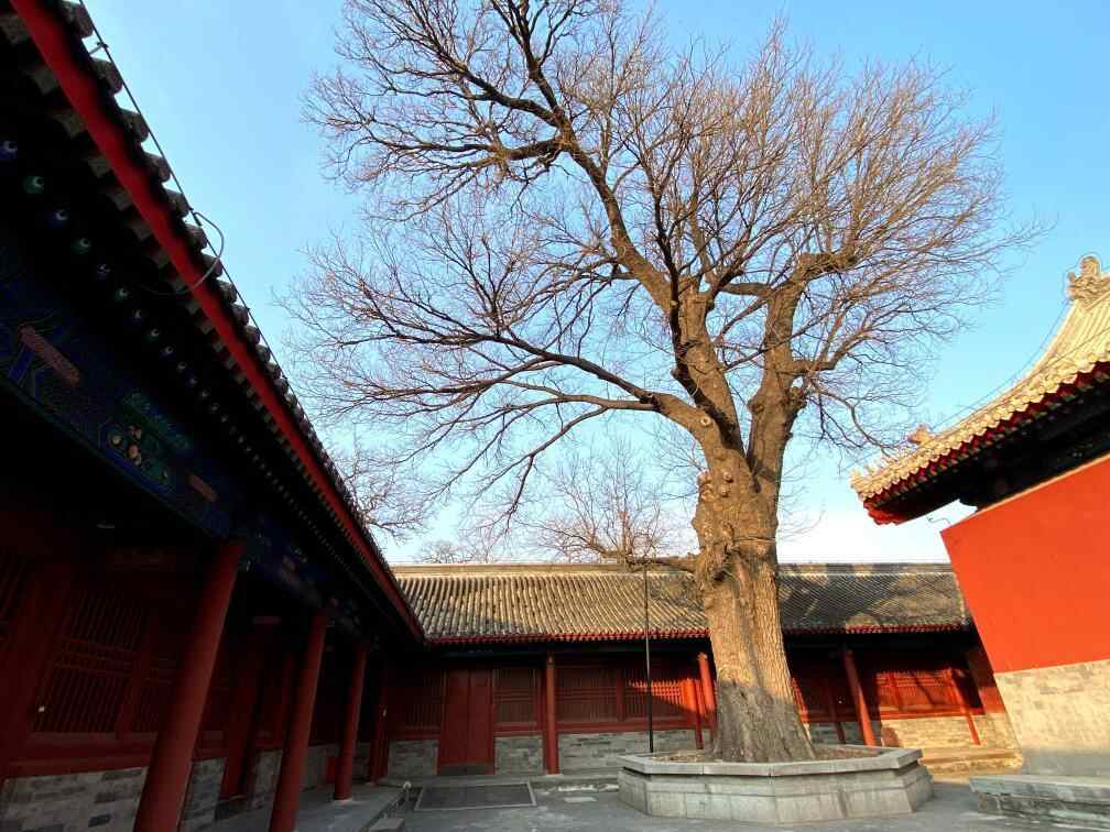 天坛公园曾藏着一座“细菌工厂”(图5)