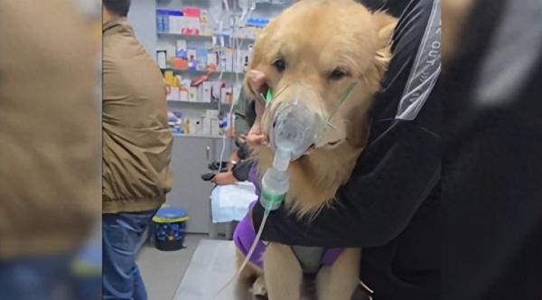 印度德里空气污染持续恶化甚至小动物们都患上了支气管炎！