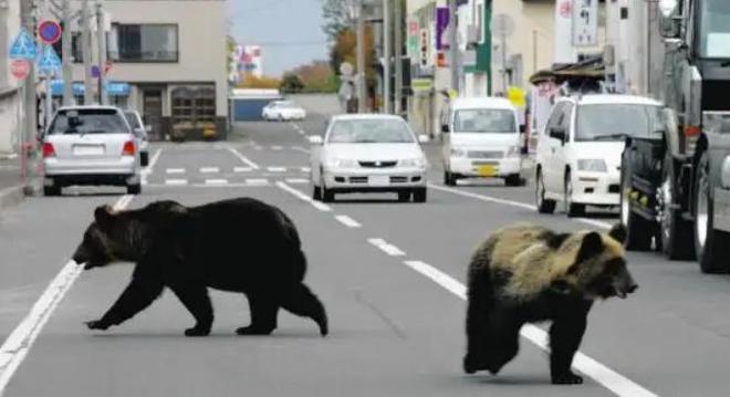 米乐M6平台：日本半年多捕杀近万头熊焚烧厂负责人：熊尸源源不断地被送进来远超预期