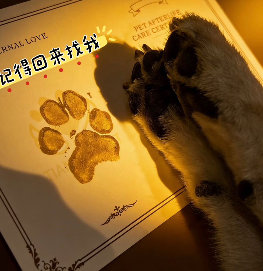 宠物“身后事”成新蓝海！沪人大代表：千亿级市场呼唤规范与监管